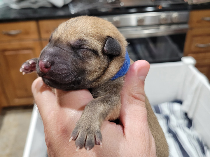 chinook puppy